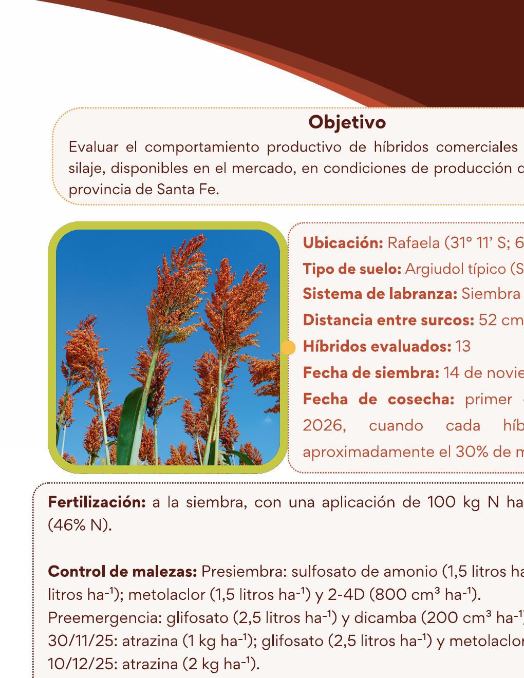 INTA Rafaela – Sorgo para silaje - página 2
